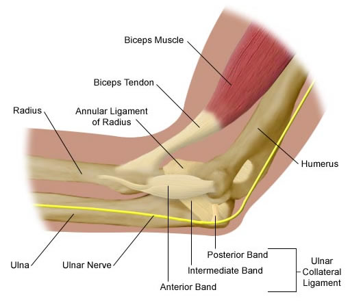 Elbow anatomy