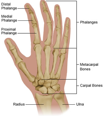 Diagram of hand bones