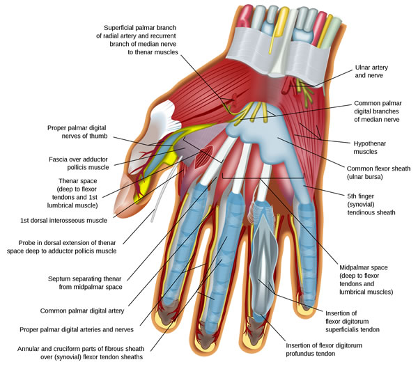 Diagram of hand anatomy